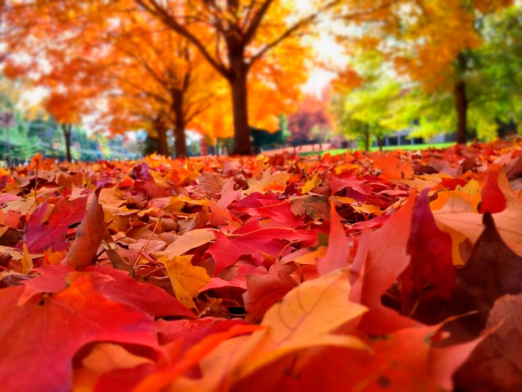 10 curiosidades sobre el otoño: descubre los misterios y maravillas de esta  estación