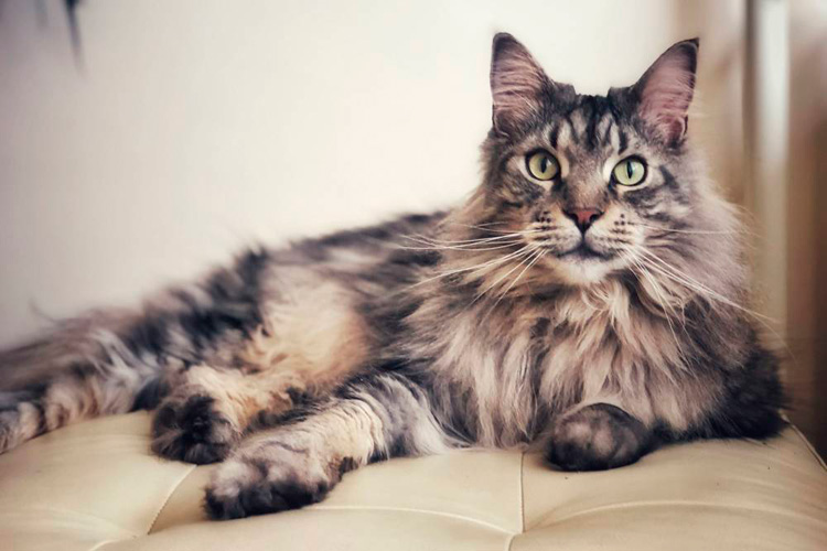 Gatos: Diez curiosidades sobre el comportamiento de los gatos