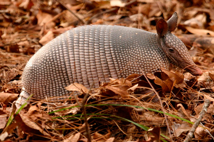 Armadillo