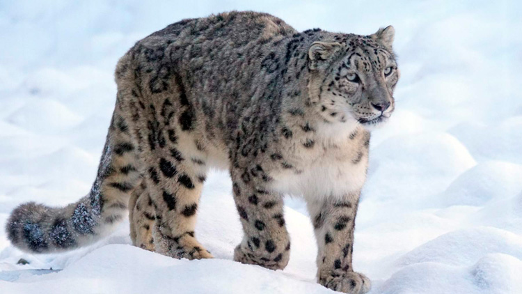 Leopardo de las Nieves