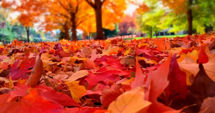 10 Lugares del Mundo recomendados para disfrutar en Otoño