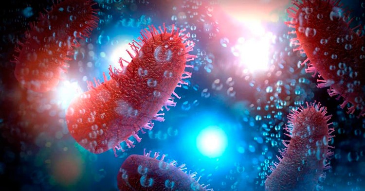 10 curiosidades sobre la Rabia