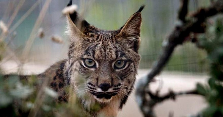 10 curiosidades sobre el Lince Ibérico