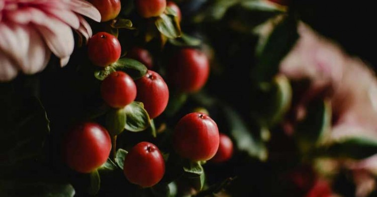 Flores navideñas para regalar: 10 ideas para iluminar las fiestas