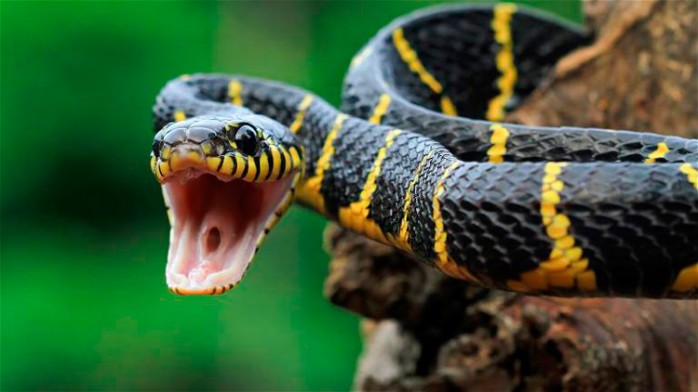 10 curiosidades sobre las Serpientes