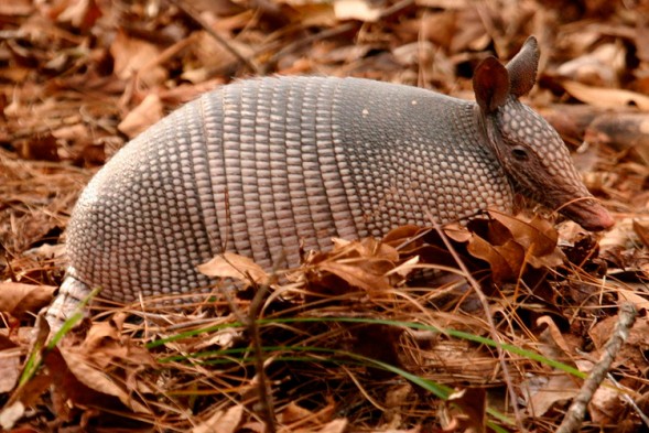 10 curiosidades sobre el Armadillo