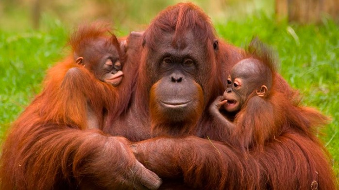 10 curiosidades sobre el Orangután