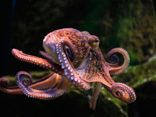 10 curiosidades sobre el Pulpo