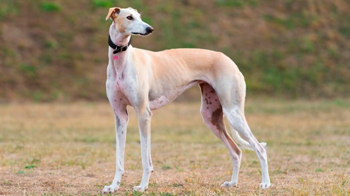 10 curiosidades sobre el Galgo