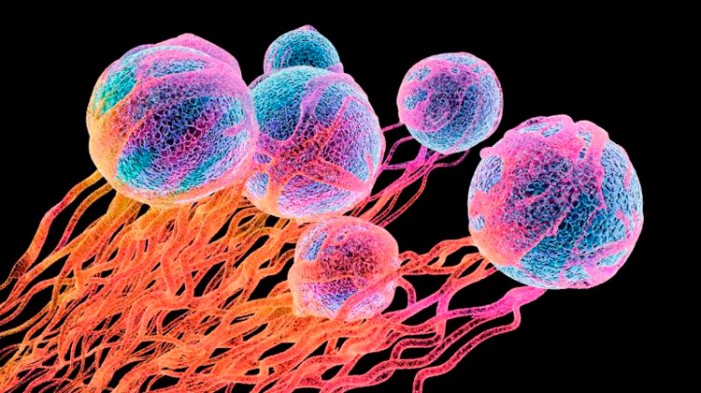 10 avances más destacados contra el Cáncer