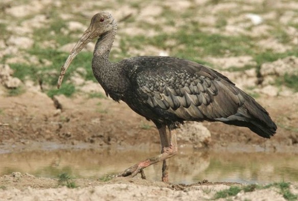 10 aves más raras del Mundo