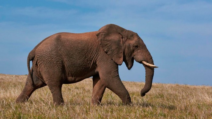 10 curiosidades sobre el Elefante