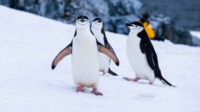 10 características que hacen único al Pingüino